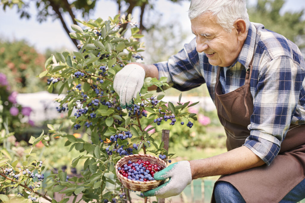 man working in the field with blueberries